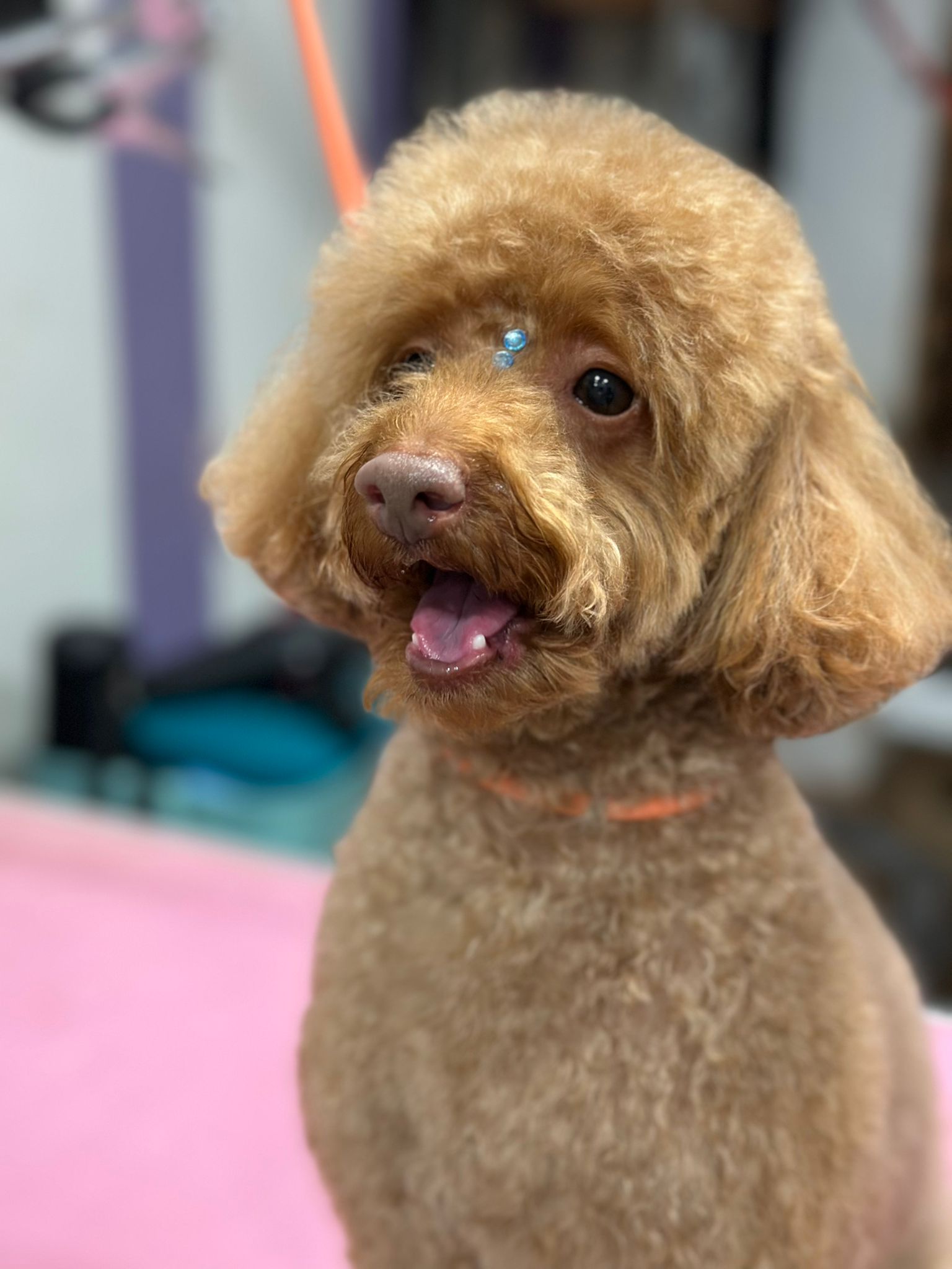 Imagen 3 de la galería